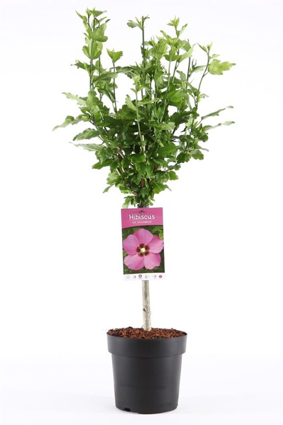 Hibiscus syr. 'Woodbridge' - 30 CM Stem C3